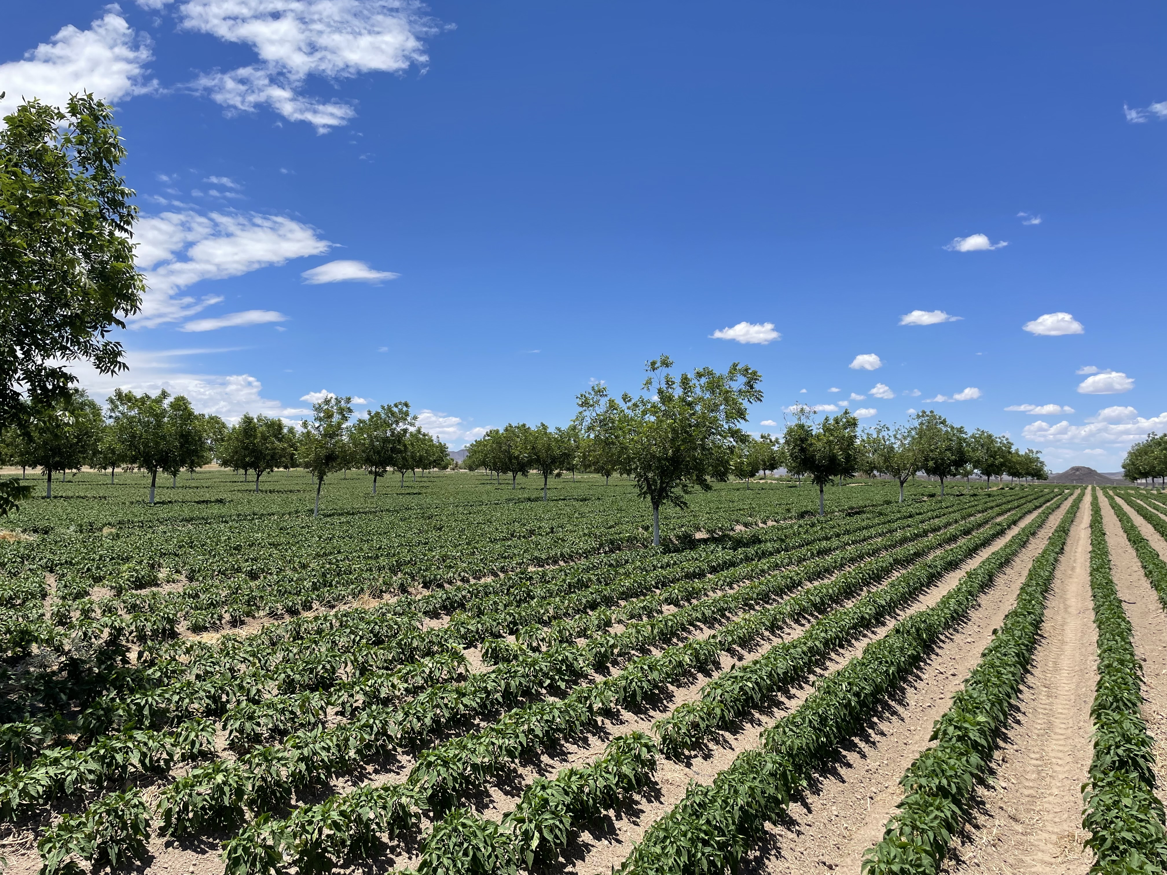 Campo agrícola